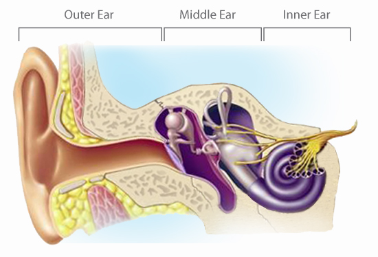 outer ear - middle ear - inner ear diagram